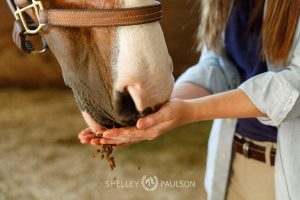 Equestrian Brand Photography