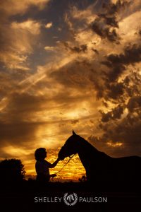 Commercial Equine Photography