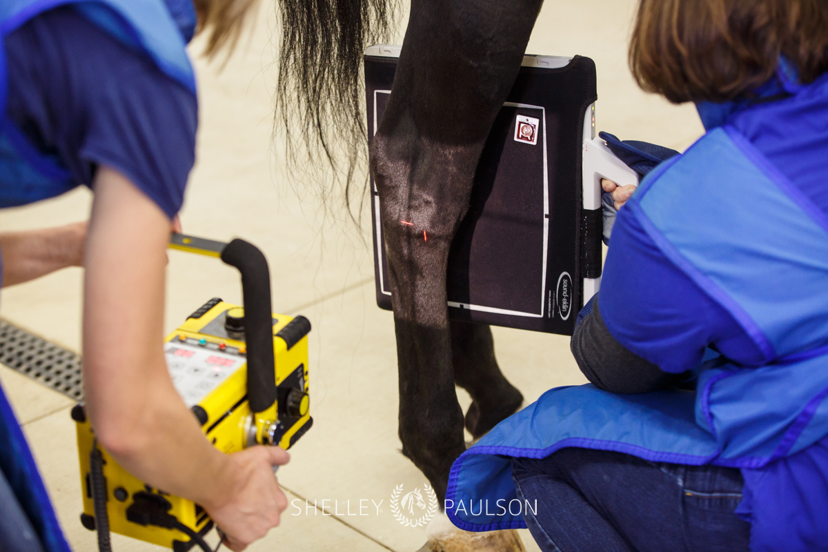 Equine Advertising Photography and Video