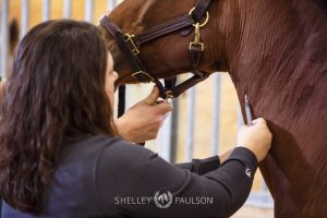 Equine Advertising Photography and Video