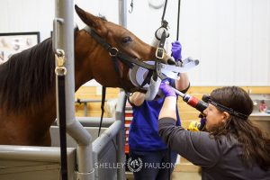 Equine Advertising Photography and Video