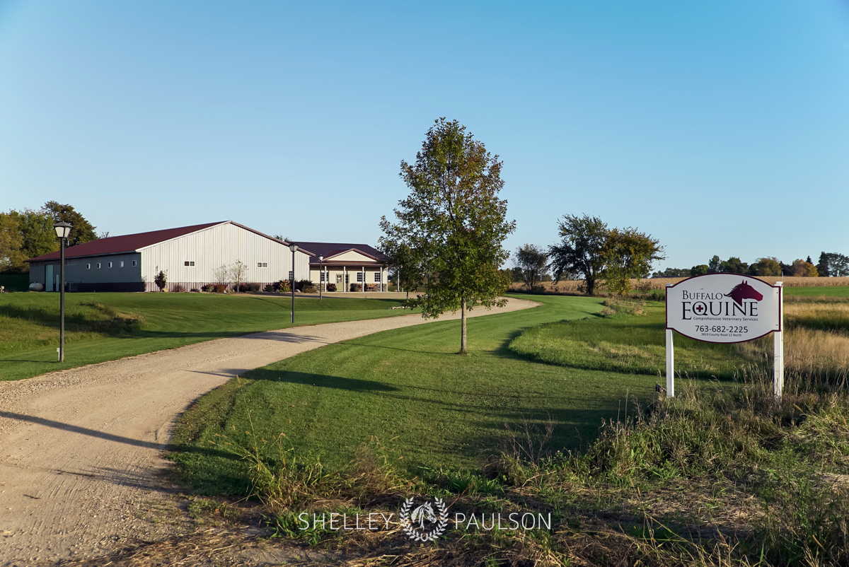 Equine Advertising Photography and Video