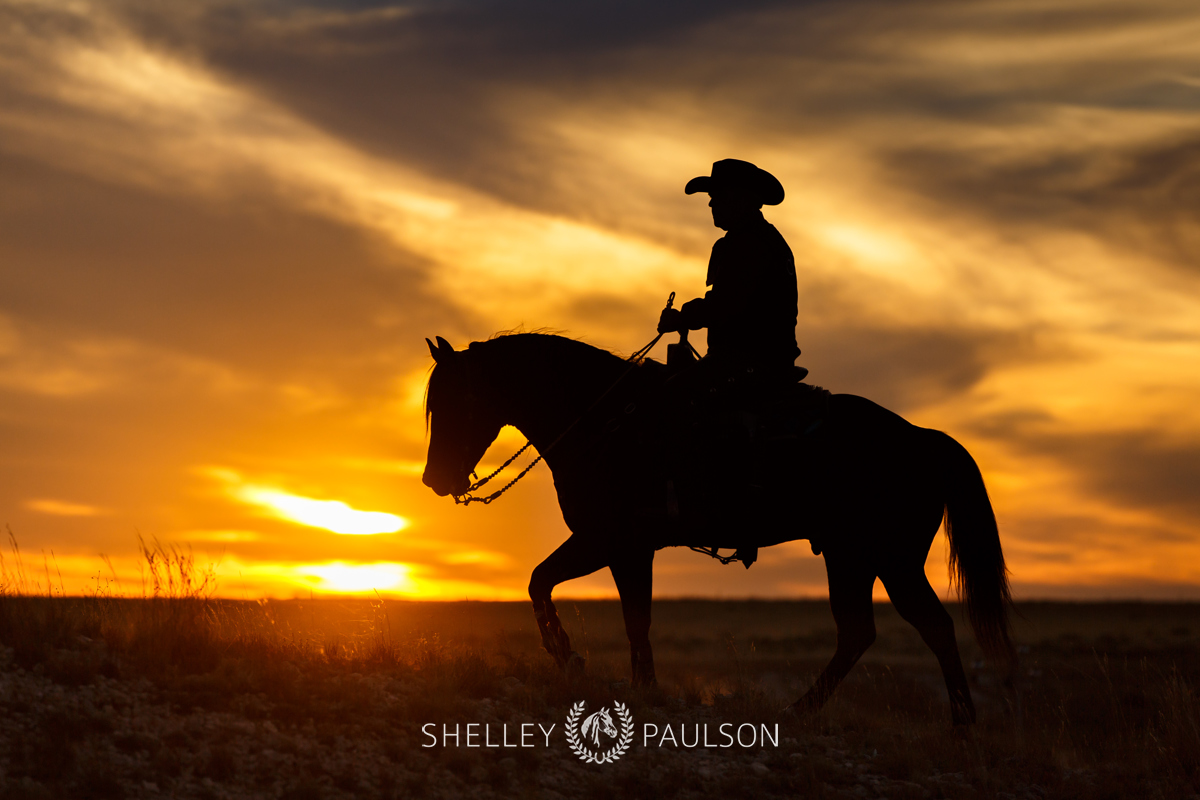 Commercial Equine Photographer