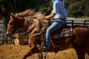 Commercial Equine Photographer