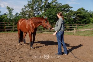 Equestrian Brand Photography
