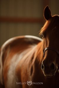 Equestrian Brand Photography