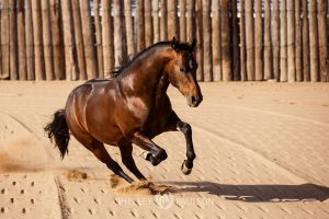 Commercial Equine Photographer