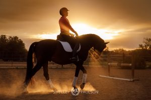 Commercial Equine Photographer