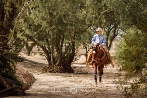 Commercial Equine Photographer