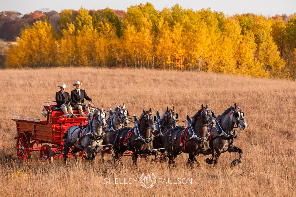 Advertising Photography – Ames Percherons, Autumn