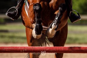 Equestrian Brand Photography