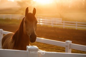 Commercial Equine Photographer