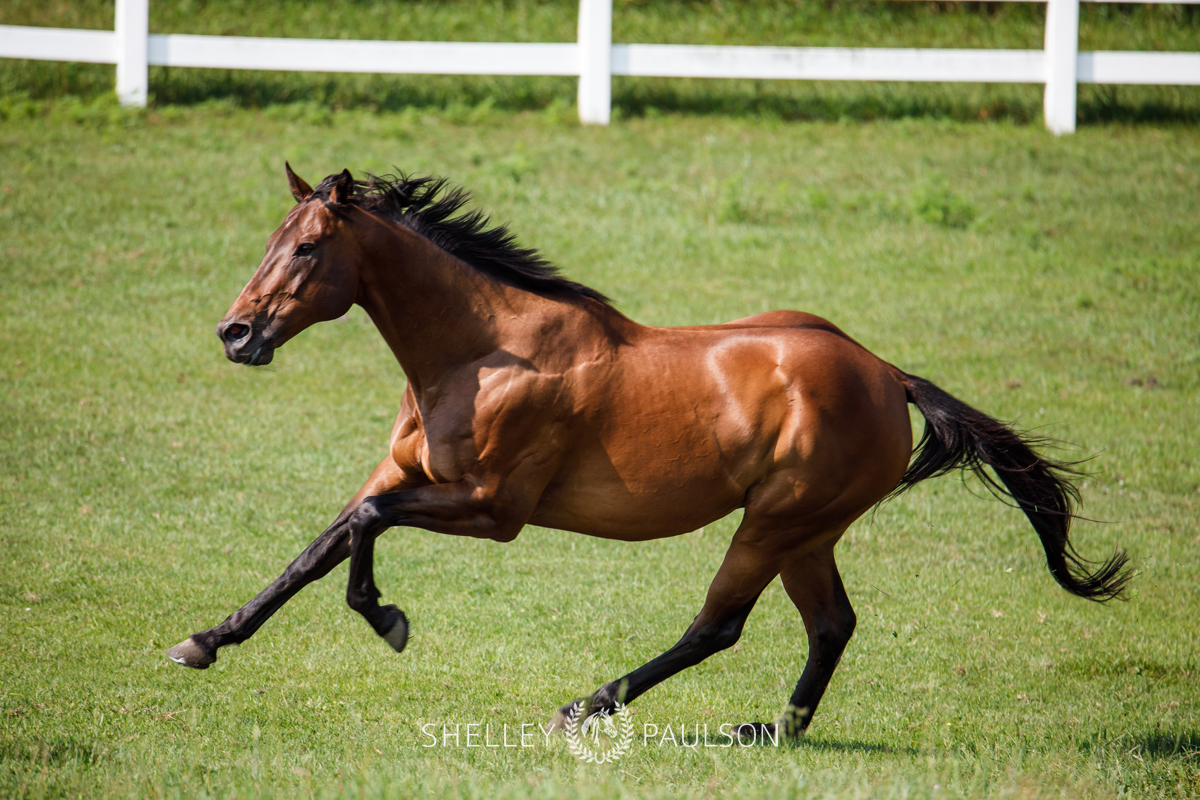 Commercial Equine Photographer