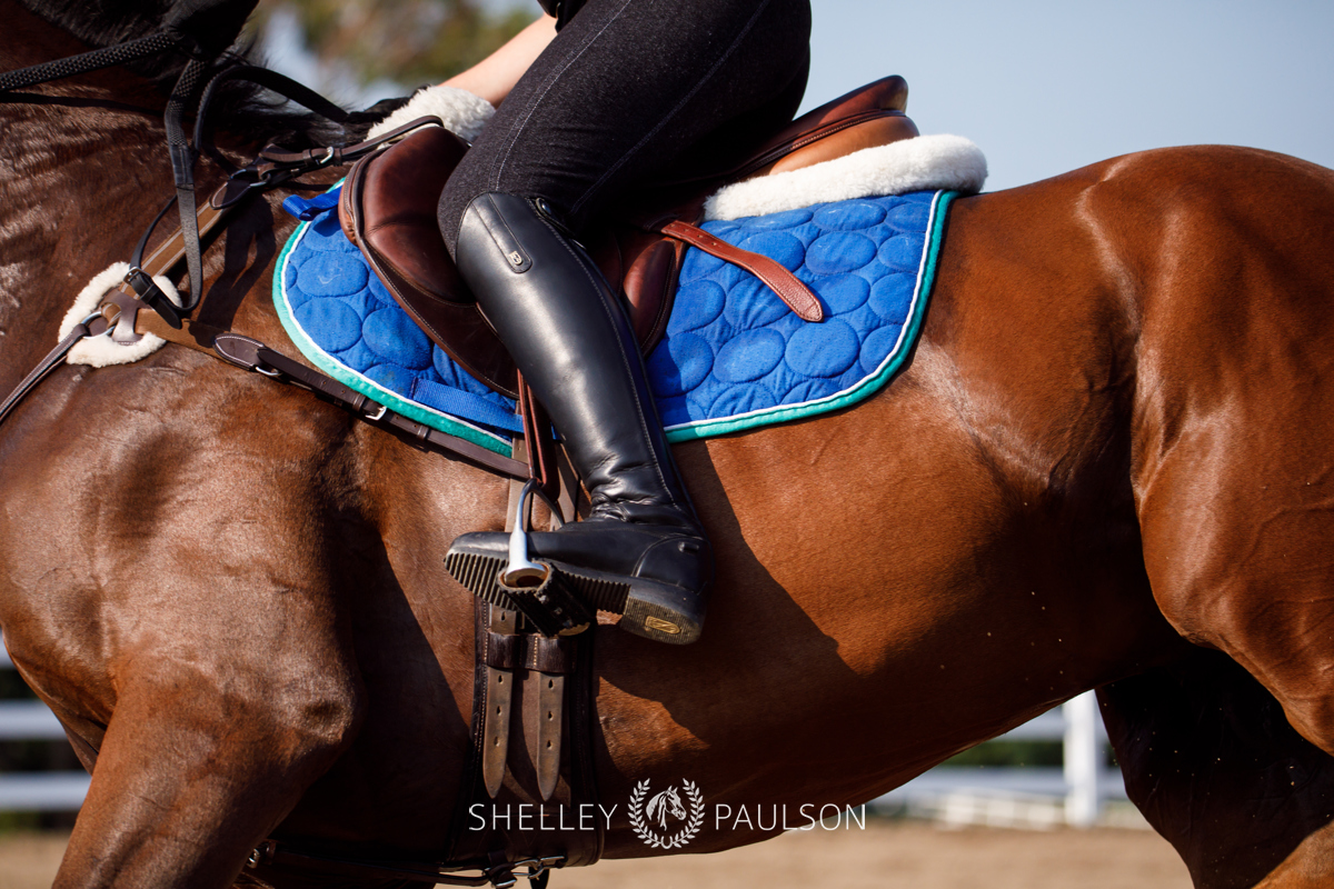 Commercial Equine Photographer