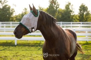 Commercial Equine Photographer