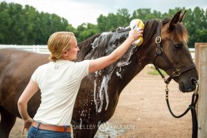 Commercial Equine Photographer