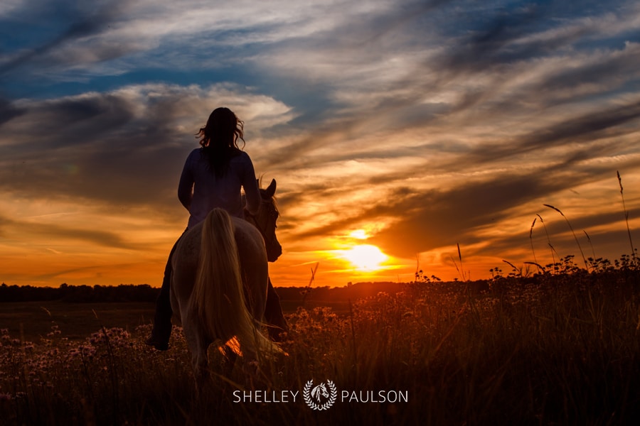 Minnesota Equine Portrait Photographer