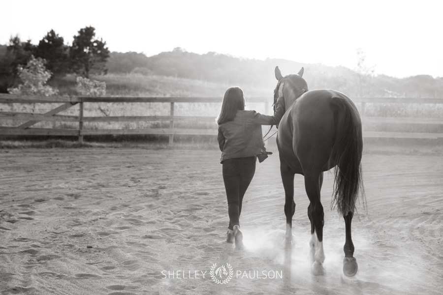 Minnesota Equine Portrait Photographer