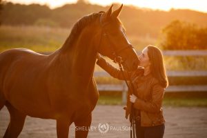 Minnesota Equine Portrait Photographer