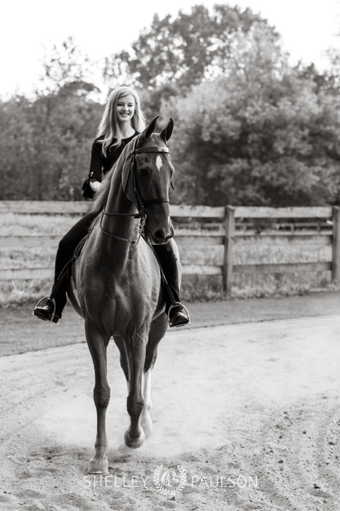 Minnesota Equine Portrait Photographer