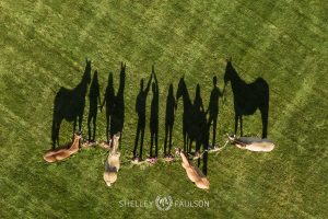 Minnesota Equine Portrait Photographer