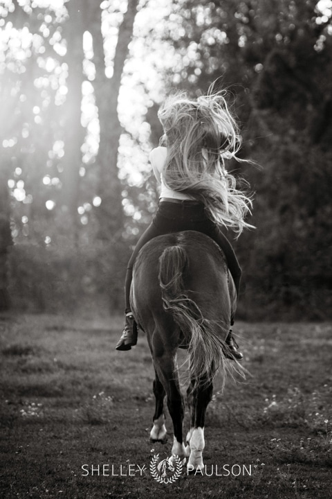 Minnesota Equine Portrait Photographer