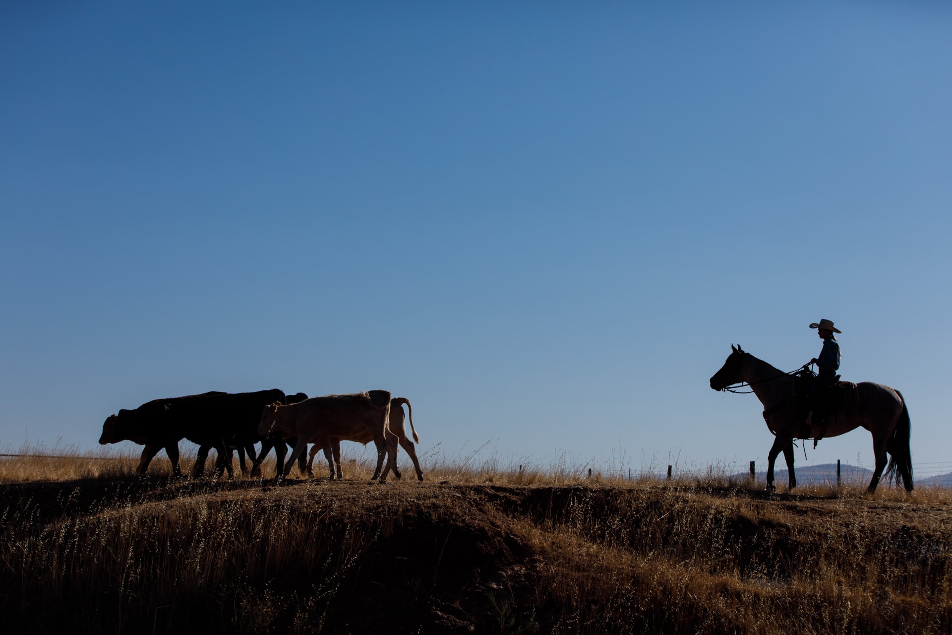 Young Rider Feature Article – Growing Up Ranching