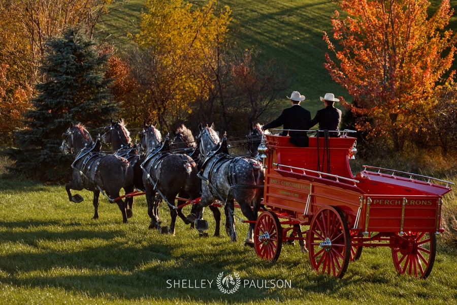 Ames Percherons Fall Photo Shoot