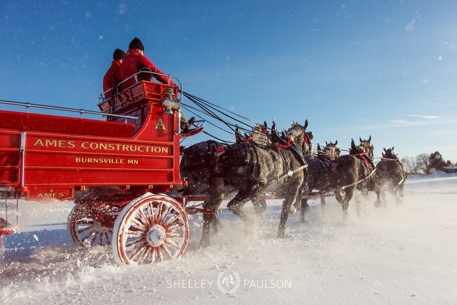 Advertising Photography – Ames Percherons Winter Team