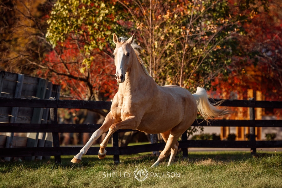 Akhal Teke Horses in Autumn Light