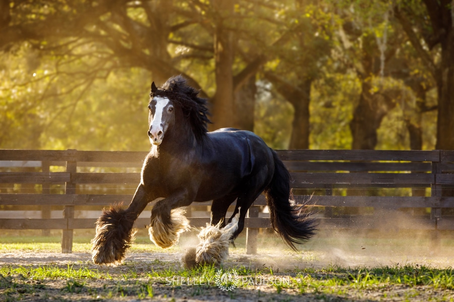 The Gypsy Vanner Horses of Gypsy Gold