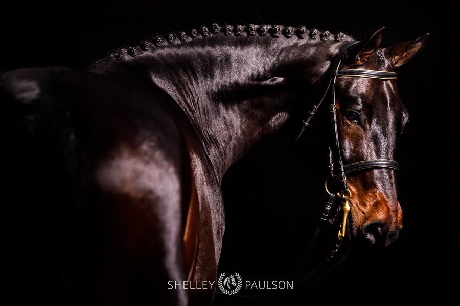 Studio Equine Photos for Pro Elite