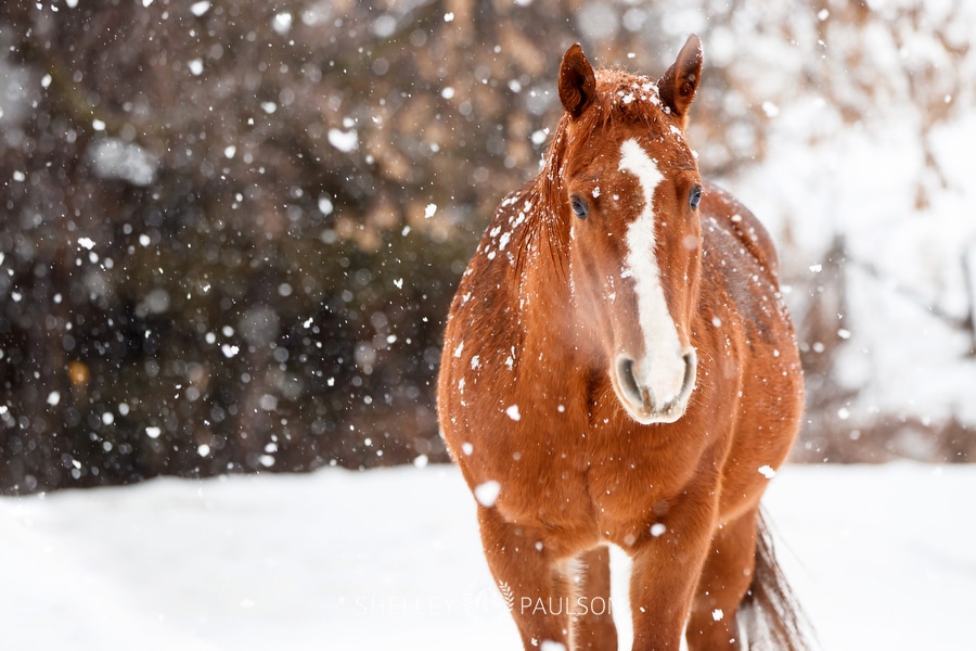 My Horses in Winter