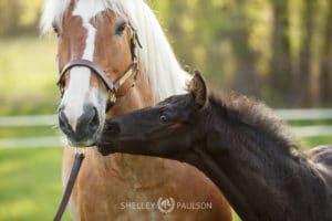 Warmblood Foal Photo