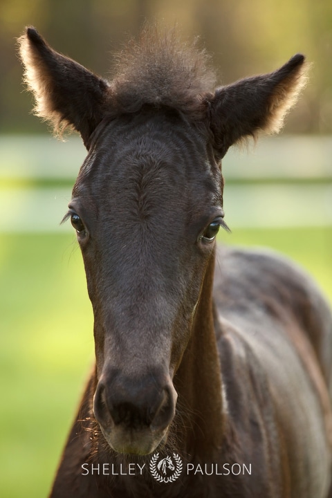 Warmblood Foal Photo