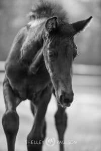 Warmblood Foal Photo