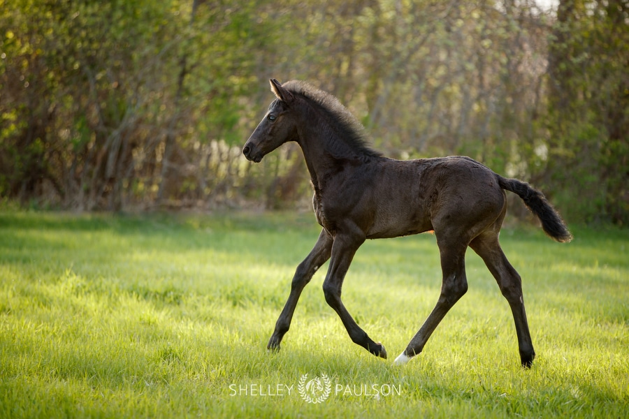 Warmblood Foal Photo