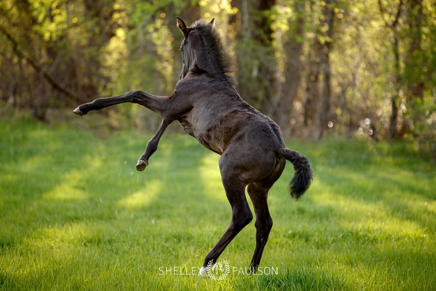 So Cute! Oldenburg Foal Photos