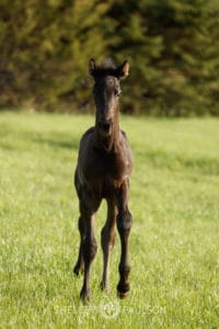 Warmblood Foal Photo