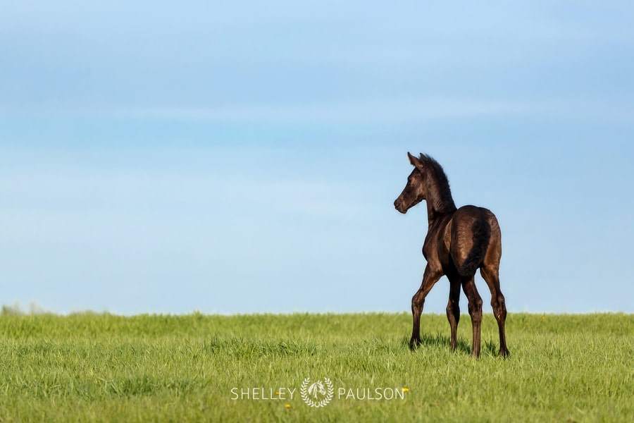 Warmblood Foal Photo