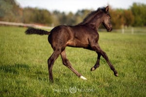 Warmblood Foal Photo