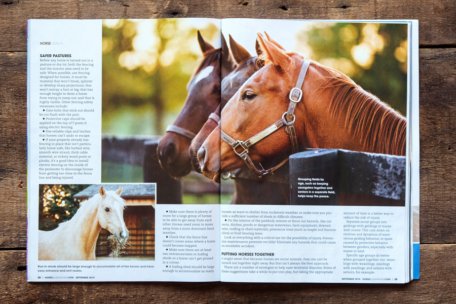 Equine Stock Photo