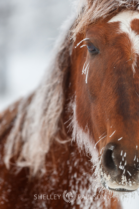 Morgan Horse with Frost on its coat