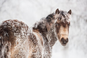 Morgan Horse in frost