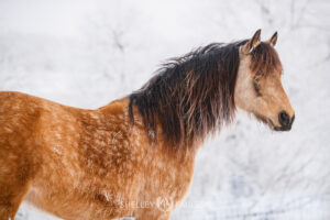 Morgan horse in winter