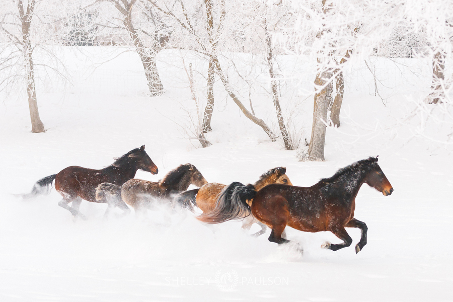 Morgan Horses Running through the Snow