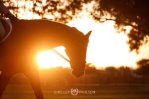 Horse at sunset