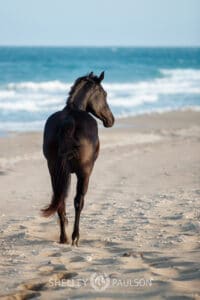 Photo of a black horse on a beach