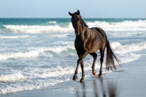 Photo of a black horse trotting on the beach