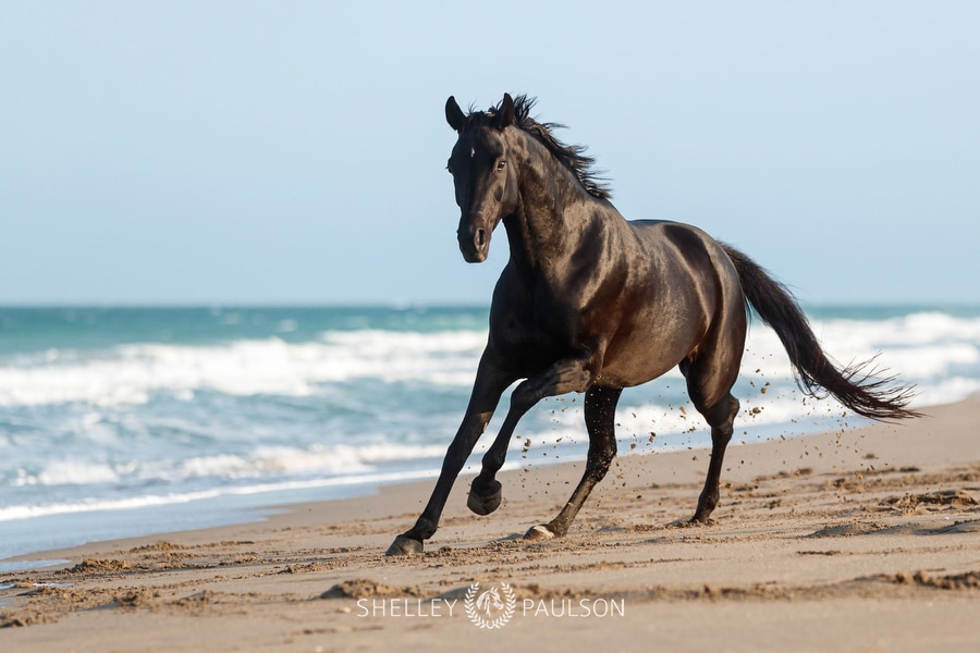 Horse galloping on the beach